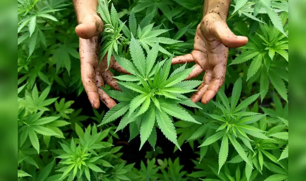 Fabricante de Corona entra al negocio de la marihuana 