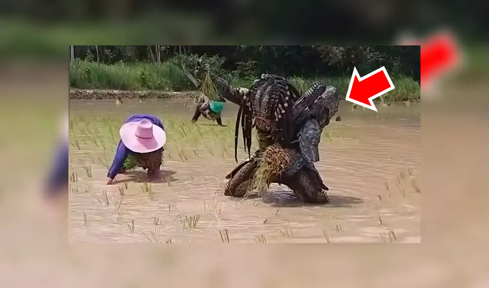 Facebook viral:‘Depredador’ aparece cosechando arroz y causa furor entre campesinos [VIDEO] 