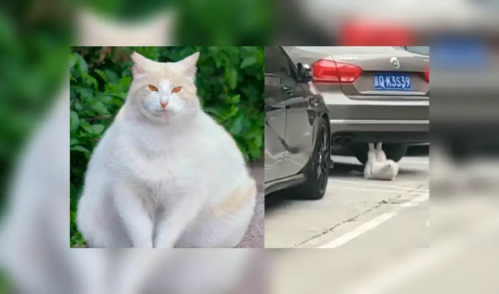 Facebook viral: gatito obeso es descubierto haciendo ejercicios para bajar de peso [VIDEO]