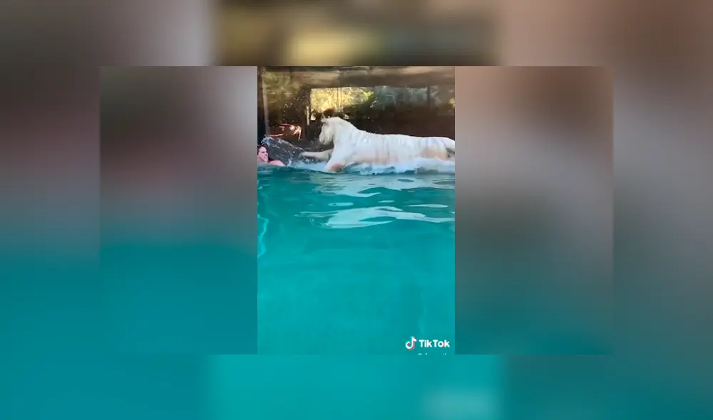 Desliza hacia la izquierda para ver el efusivo salto de un tigre albino al toparse con su cuidador. El video es viral en Facebook.