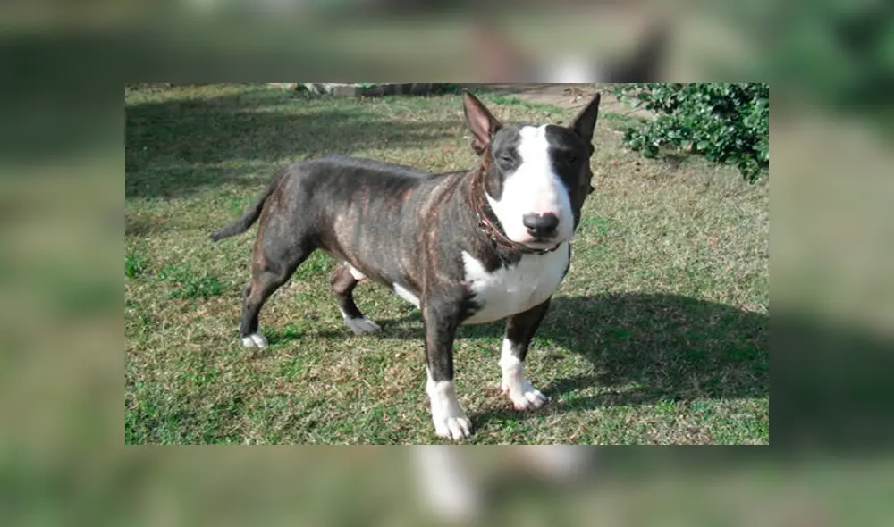 Luego de investigaciones se dio con el propietario de la mascota maltratada. (Foto: La Vanguardia)