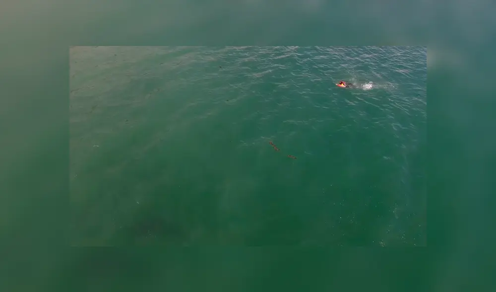 Facebook: aterradora criatura paraliza a bañista a plena luz del día [VIDEO] 