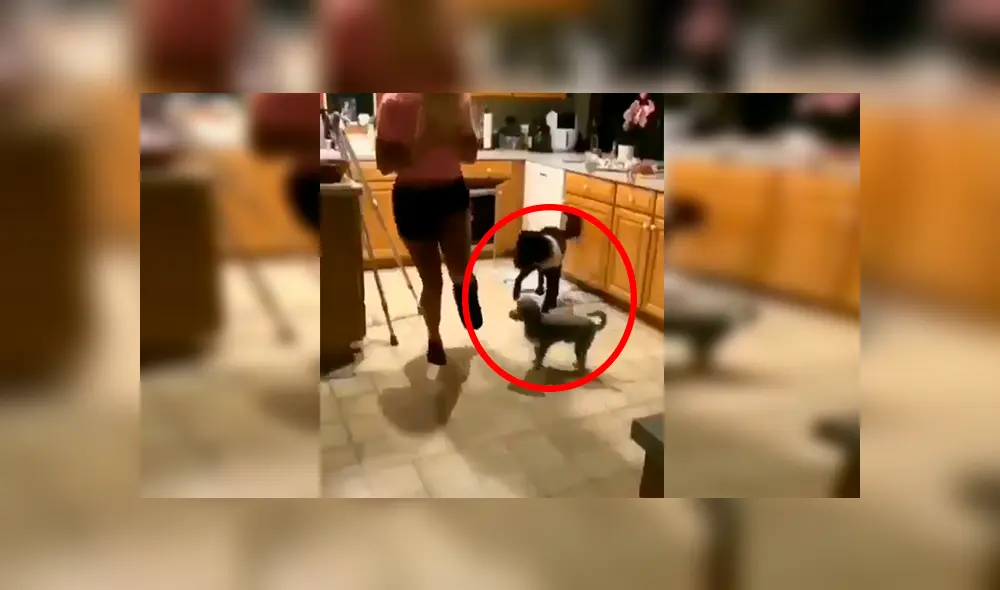 Facebook viral: chica con el pie enyesado fue imitada por sus perros de la peor forma posible [VIDEO] 