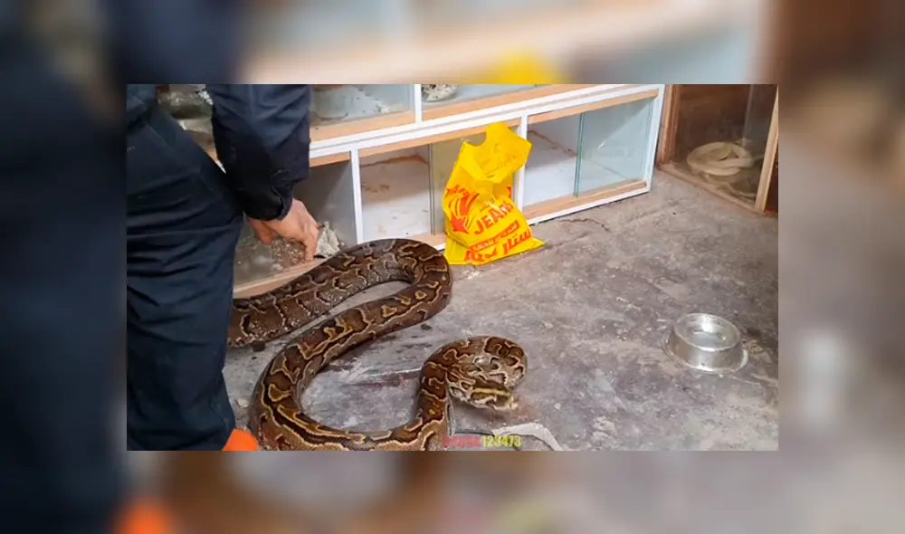Desliza hacia la izquierda para el ataque de la serpiente al hombre. Escena viral de Facebook. Desliza hacia la izquierda para el ataque de la serpiente al hombre. Escena viral de Facebook.