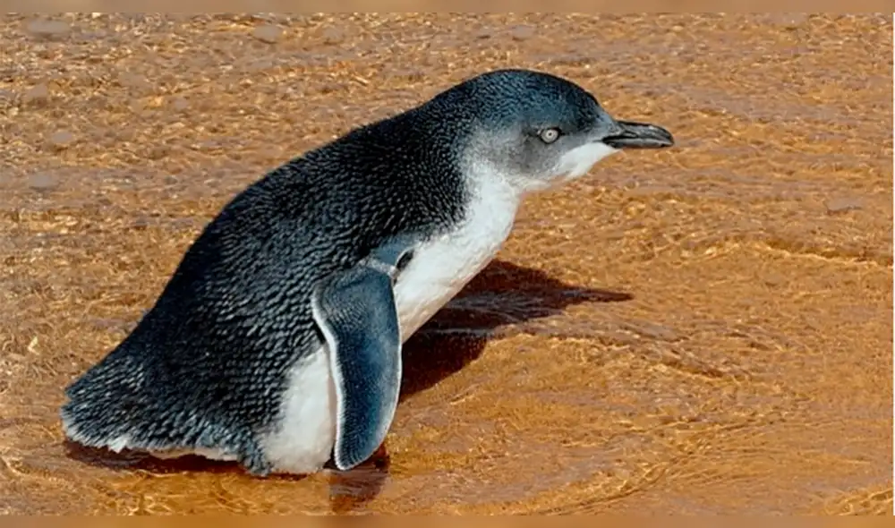Indignación en Australia por leve condena a un hombre que apaleó a pingüinos hasta matarlos