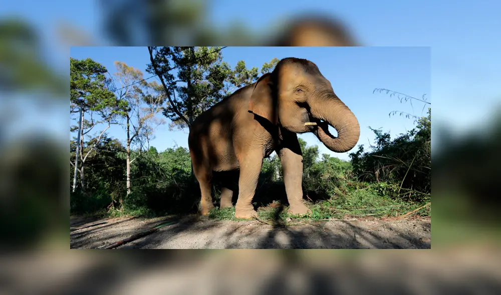 Asia: Hallan un elefante sin cola ni colmillos en reserva de Camboya Asia: Hallan un elefante sin cola ni colmillos en reserva de Camboya