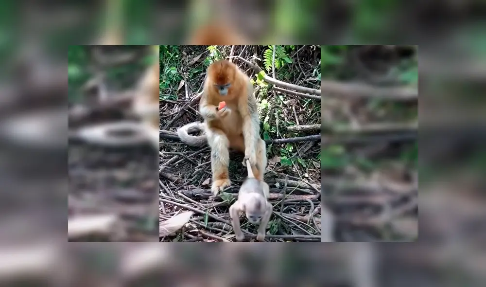 En Facebook, una mamá mona no quería que su bebé se escape por la peligrosa selva y realizó un truco.