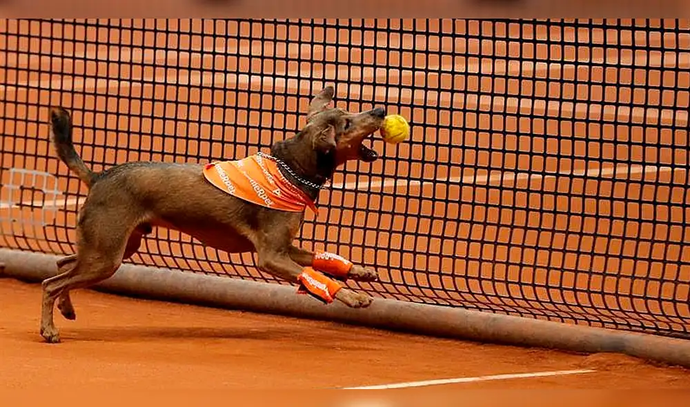 Brasil: perros abandonados recogen pelotas de tenis mientras esperan ser adoptados Brasil: perros abandonados recogen pelotas de tenis mientras esperan ser adoptados
