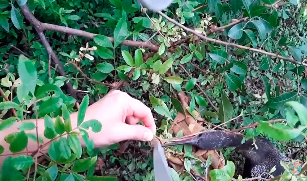 Desliza las imágenes para ver el rescate del ave en una laguna de Florida. Foto: captura de YouTube Desliza las imágenes para ver el rescate del ave en una laguna de Florida. Foto: captura de YouTube