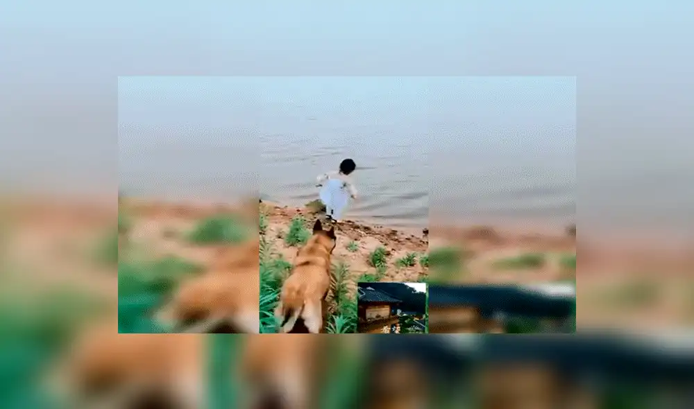 Facebook viral: niña se aproxima a peligroso río para sacar pelota y su perro llega a su rescate [VIDEO] 