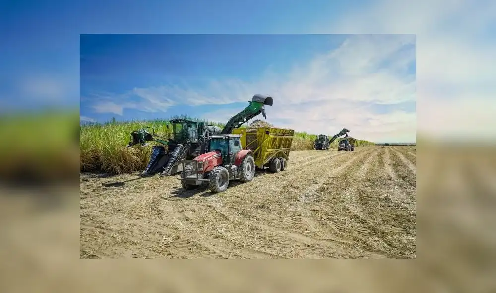 Especialistas advierten que la producción controlada de caña de azúcar ayuda a cuidar el medio ambiente (Foto: difusión)