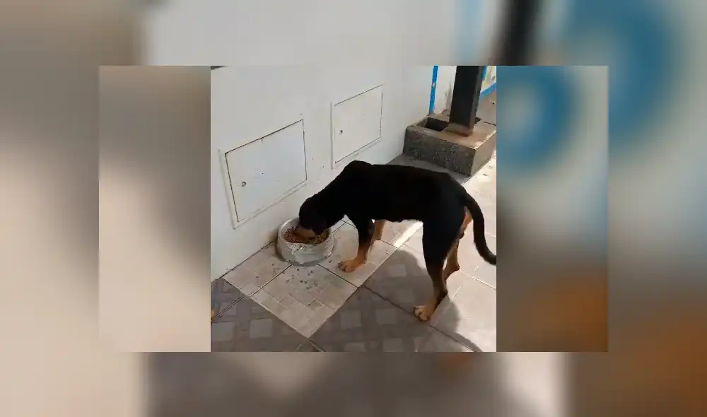 Facebook viral: la disciplina de estos perros callejeros para hacer cola y recibir su comida sorprende en redes Facebook viral: la disciplina de estos perros callejeros para hacer cola y recibir su comida sorprende en redes