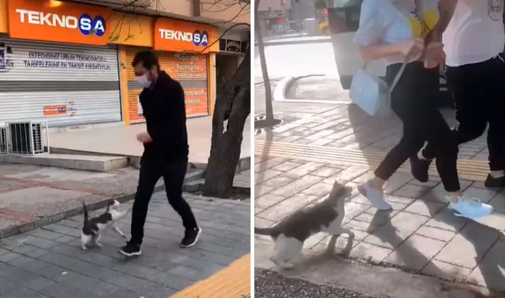 Desliza las imágenes para descubrir la curiosa acción de un gato cuando las personas pasan por su lado. Foto: captura de TikTok