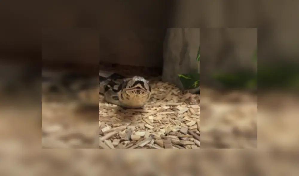 Desliza las imágenes para ver más sobre esta increíble escena. (Foto: captura / YouTube)