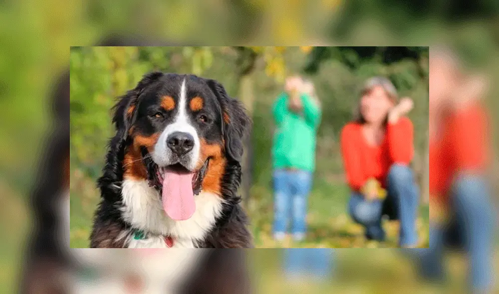 Perros y gatos: ¿cuál de las dos mascotas es la más fiel?