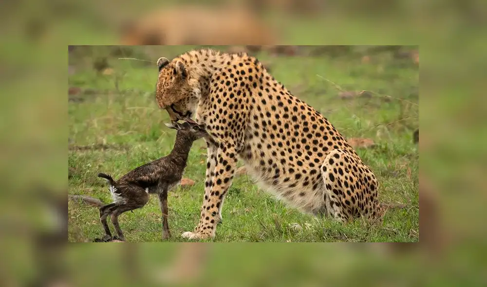 La hembra de guepardo actuó con instinto maternal al ver al antílope recién nacido. Foto: Federico Veronesi La hembra de guepardo actuó con instinto maternal al ver al antílope recién nacido. Foto: Federico Veronesi
