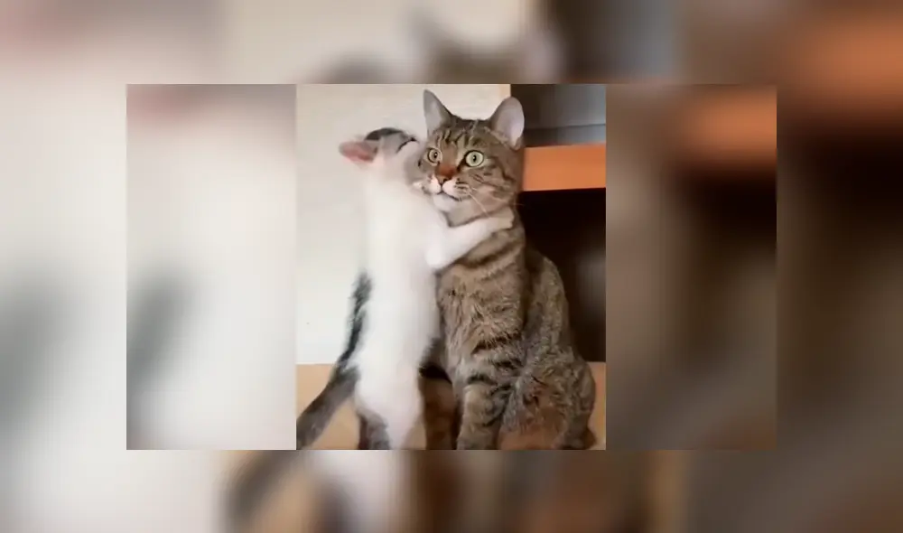 Desliza las imágenes para conocer la triste reacción de un gato bebé al ser ignorado por su madre. Foto: Captura. Desliza las imágenes para conocer la triste reacción de un gato bebé al ser ignorado por su madre. Foto: Captura.