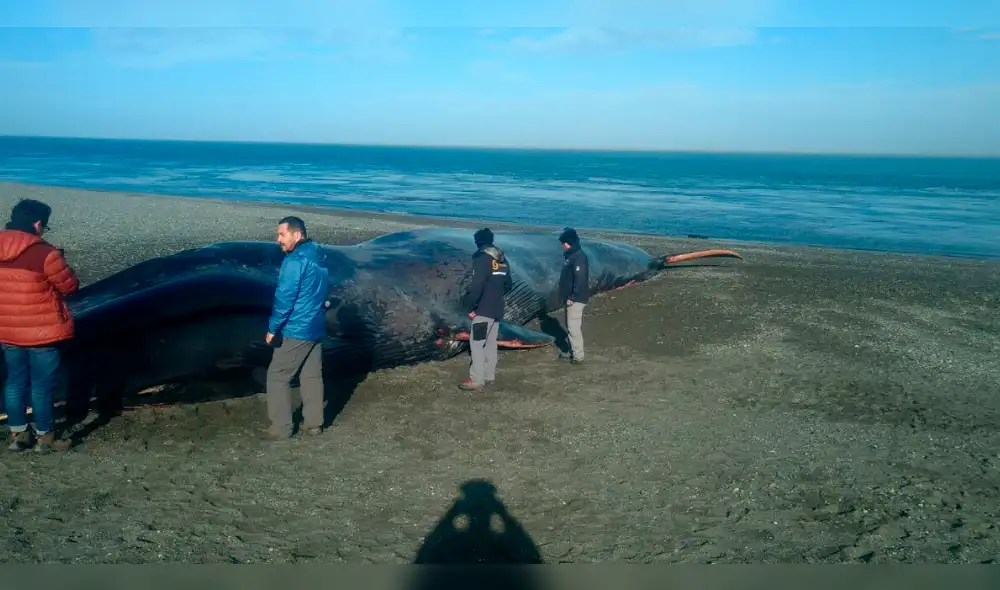 Facebook: jóvenes hicieron grafitis sobre una ballena azul en Chile