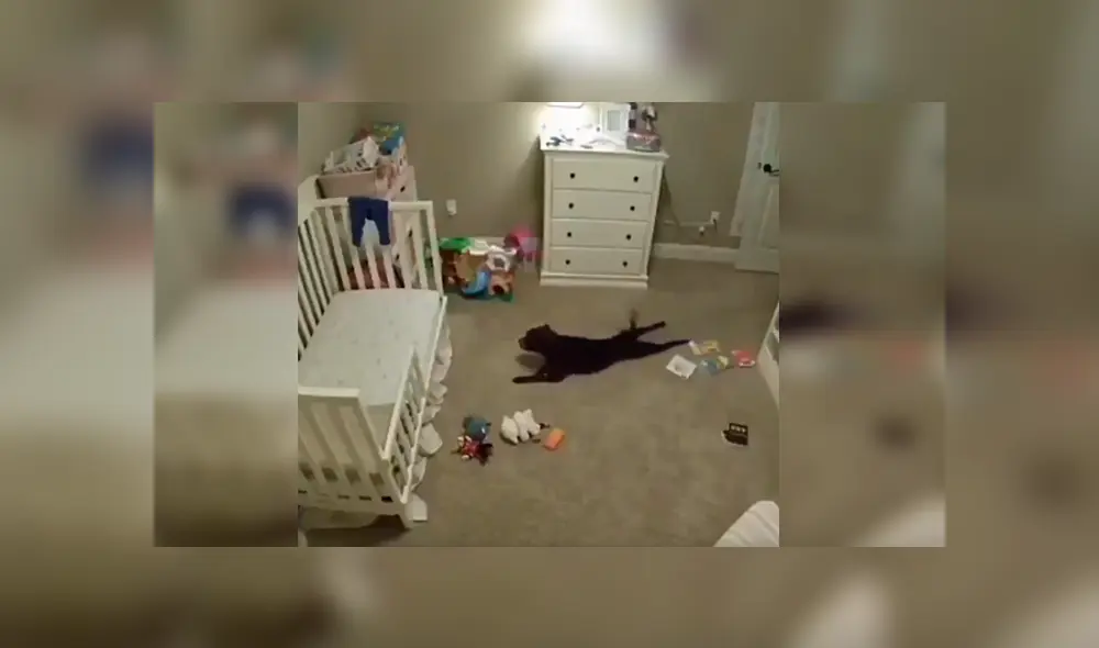 Desliza las imágenes para apreciar la travesura que realizó un perro durante la ausencia de su cuidadora. Desliza las imágenes para apreciar la travesura que realizó un perro durante la ausencia de su cuidadora.