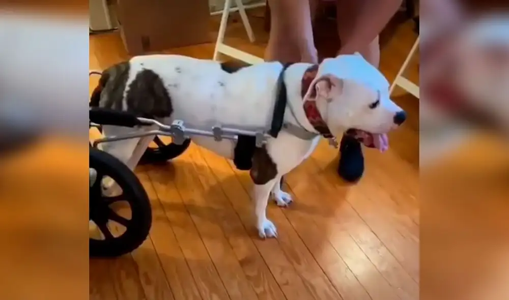 Desliza las imágenes para ver la conmovedora reacción de un perro con discapacidad al tener su nueva silla de ruedas. Foto: captura de Facebook