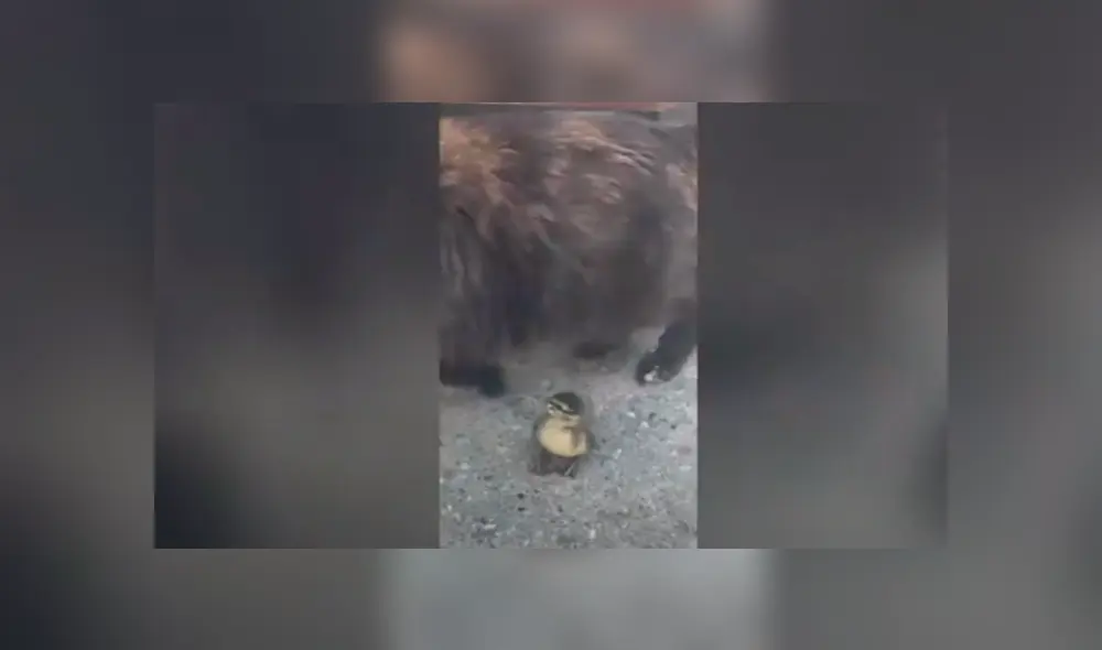 Desliza las imágenes hacia la izquierda para observar la emotiva escena entre un pato bebé y un gato. Foto: Caters Clips.