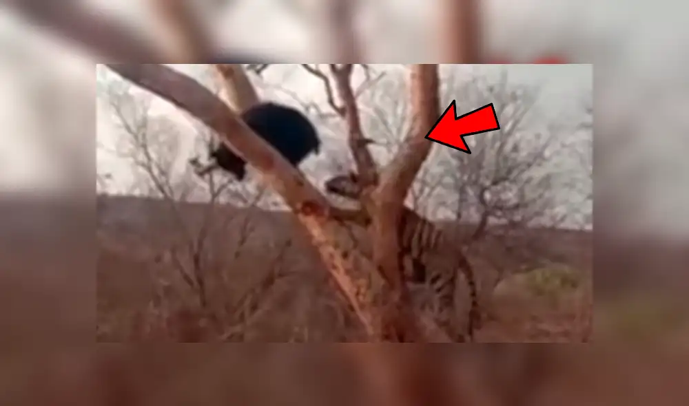 El tigre se percató que el oso estaba distraído. Foto: captura