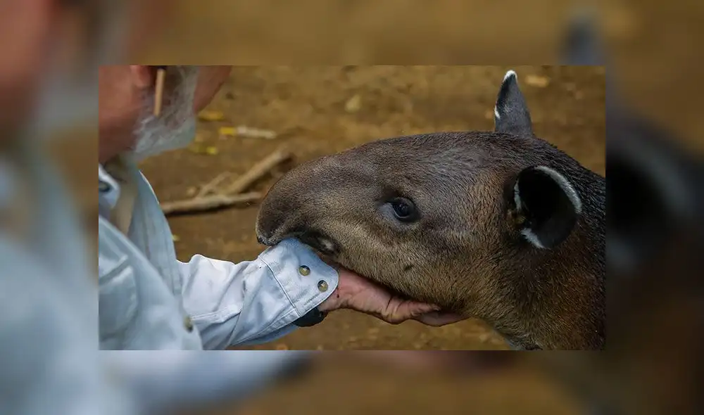 El tapir, mamífero autóctono de Sudamérica, continúa en peligro de extinción [FOTOS]