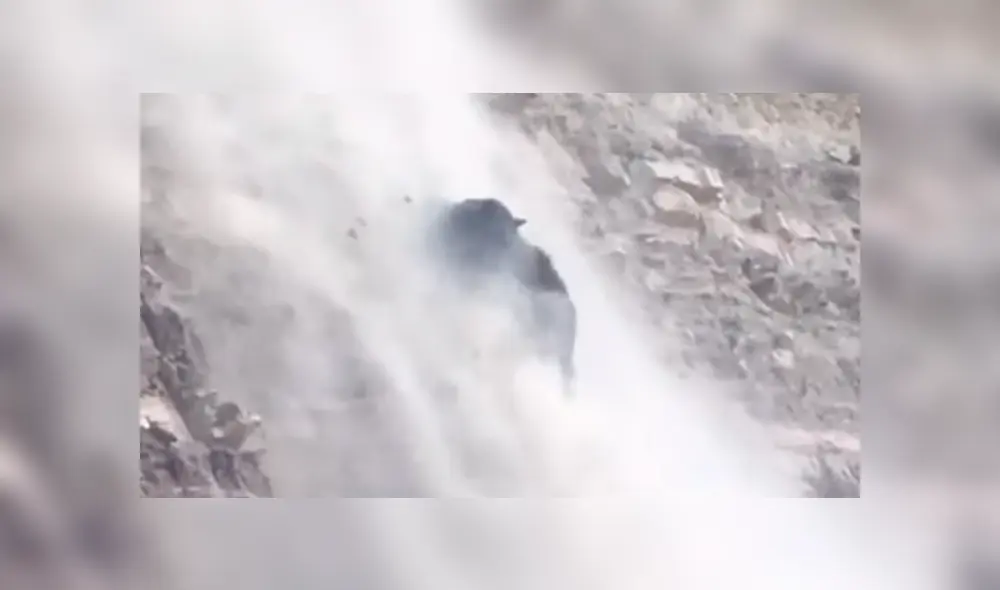 #VIDEO | El oso dio un paso en falso y cayó estrepitosamente. Foto: captura