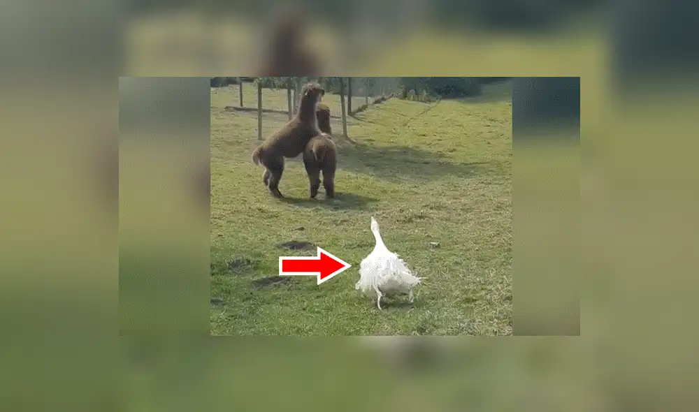 YouTube viral: Ganso irrumpe pelea de llamas y les da severa lección [VIDEO] 
