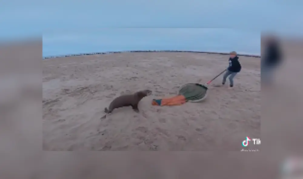 El hombre y su hijo salvaron de la muerte a un lobo marino, que tenía enredados desperdicios en su cuerpo. Foto: captura. El hombre y su hijo salvaron de la muerte a un lobo marino, que tenía enredados desperdicios en su cuerpo. Foto: captura.
