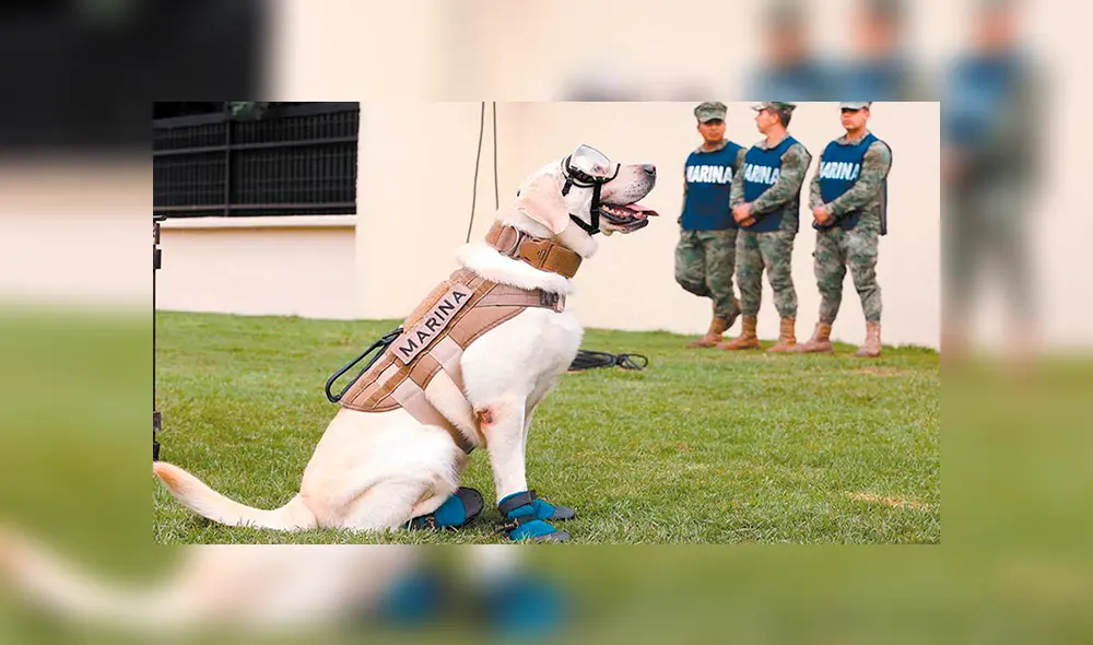 Después de diez años de servicio, la labradora Frida se jubila en medio de honores. Foto: Difusión Después de diez años de servicio, la labradora Frida se jubila en medio de honores. Foto: Difusión