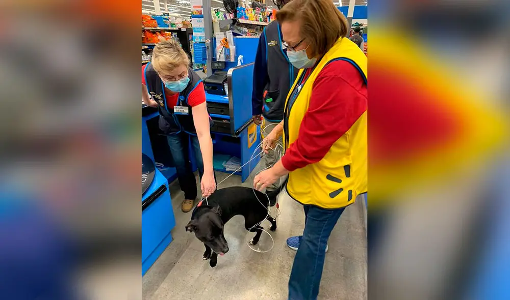 Desliza las imágenes para conocer la conmovedora historia de una perrita se reencontró con su dueña tras desaparecer por días. Foto: Facebook