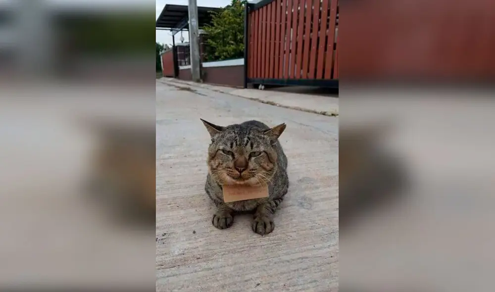 Desliza las imágenes para conocer la curiosa historia de un gatito que apareció en su hogar con una deuda. Fotos: Facebook Desliza las imágenes para conocer la curiosa historia de un gatito que apareció en su hogar con una deuda. Fotos: Facebook