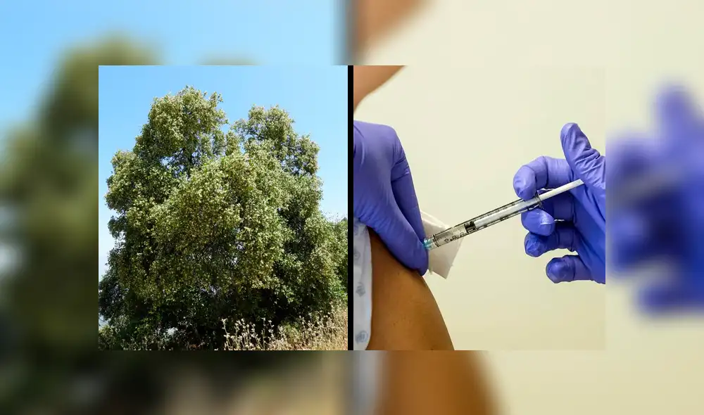 Al menos el laboratorio estadounidense Novavax usa la saponina en su investigación para el desarrollo de una vacuna contra el coronavirus. Foto: Pinterest / EFE Al menos el laboratorio estadounidense Novavax usa la saponina en su investigación para el desarrollo de una vacuna contra el coronavirus. Foto: Pinterest / EFE