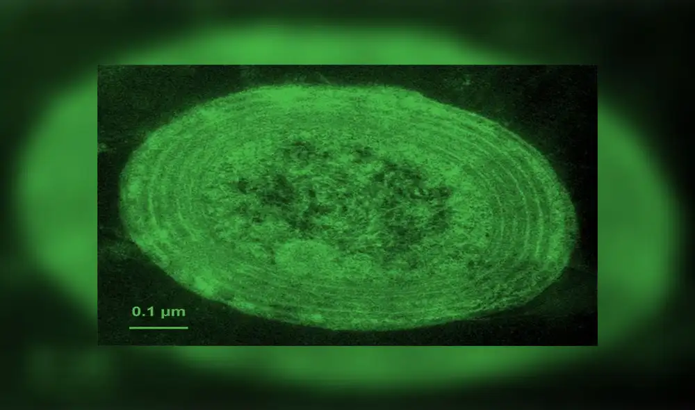 Contaminación por plásticos afecta a la bacteria que nos ayuda a respirar