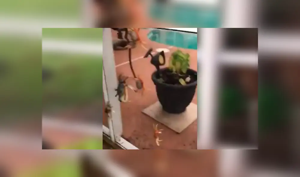 Misteriosas criaturas invaden el jardín de un joven de Estados Unidos. Misteriosas criaturas invaden el jardín de un joven de Estados Unidos.