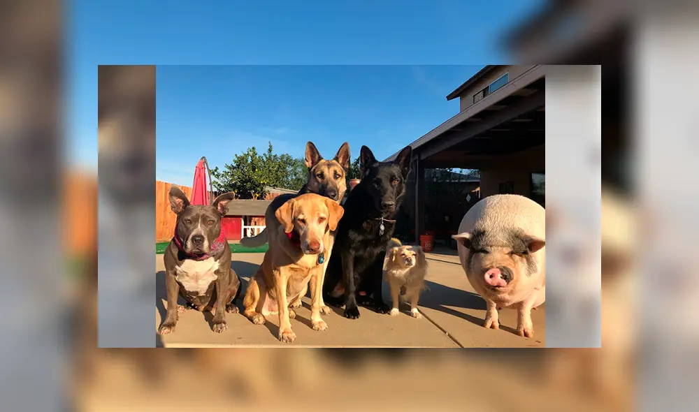 Desliza para ver las fotos que se volvieron tendencia en Facebook. Foto: Captura.