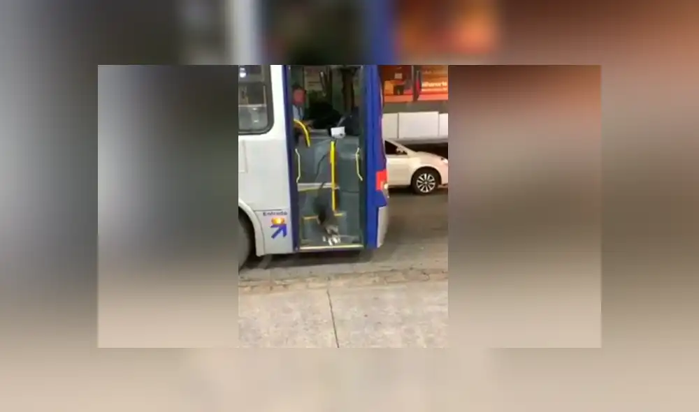 Facebook viral: Perro callejero espera todos los días a chofer de bus para que le comparta su comida [VIDEO]