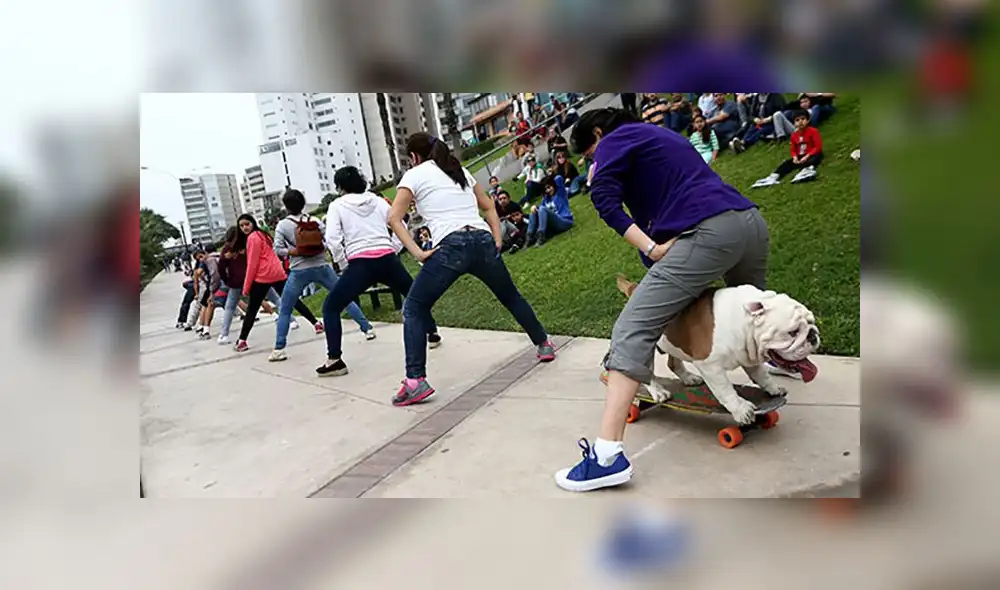 'Otto', el bulldog peruano que ganó un Record Guiness falleció este domingo
