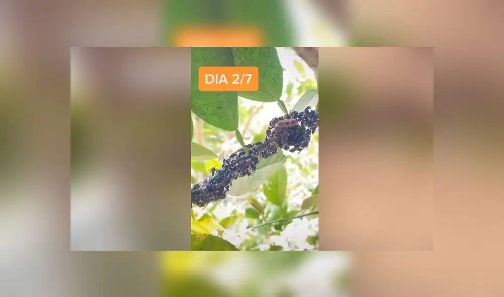 Desliza las imágenes para ver todo el proceso que realizan un grupo de avispas para hacer su panal. Foto: AbiAbi/TikTok Desliza las imágenes para ver todo el proceso que realizan un grupo de avispas para hacer su panal. Foto: AbiAbi/TikTok