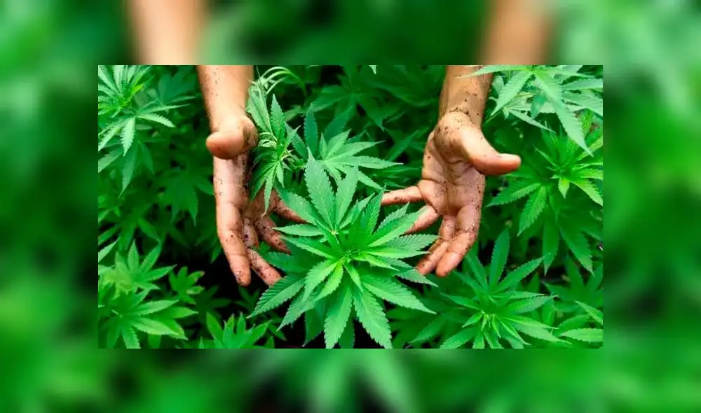 El cultivo y consumo de marihuana recreacional en porciones mínimas será legal en Italia. Foto: Referencial