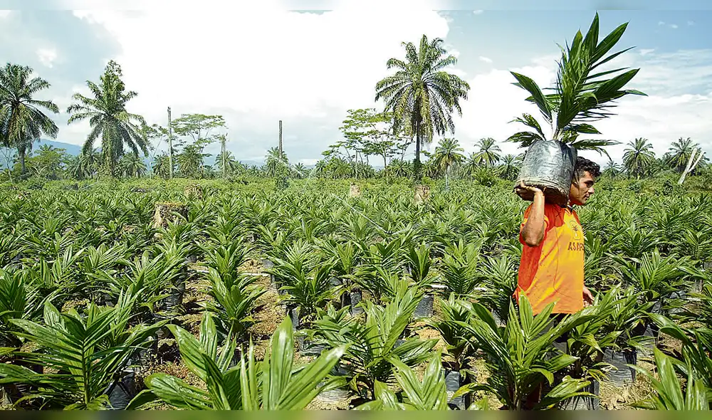 Piden a Petroperú comprar más biocombustible nacional