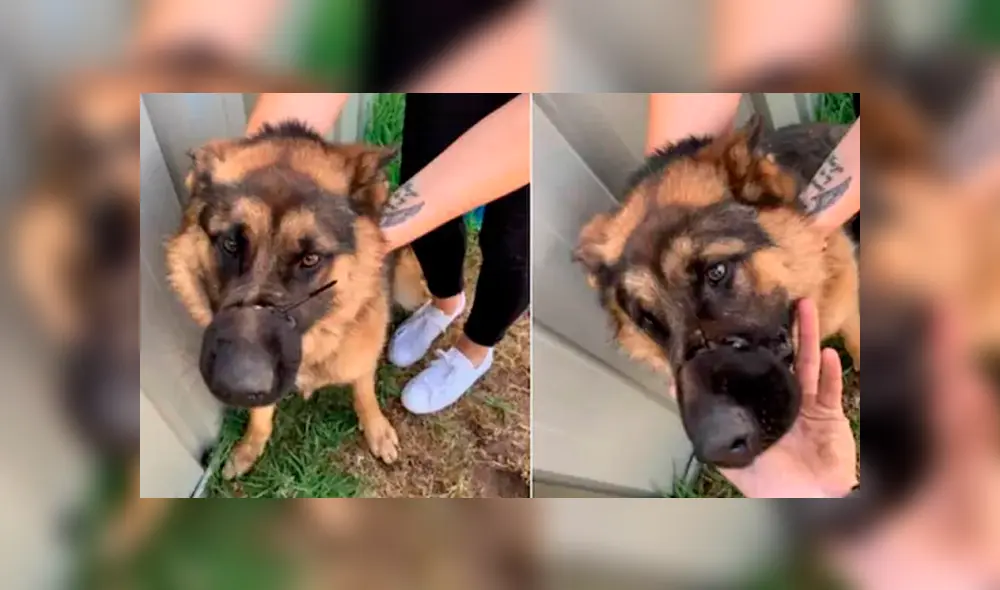 Maltrato animal Maltrato animal