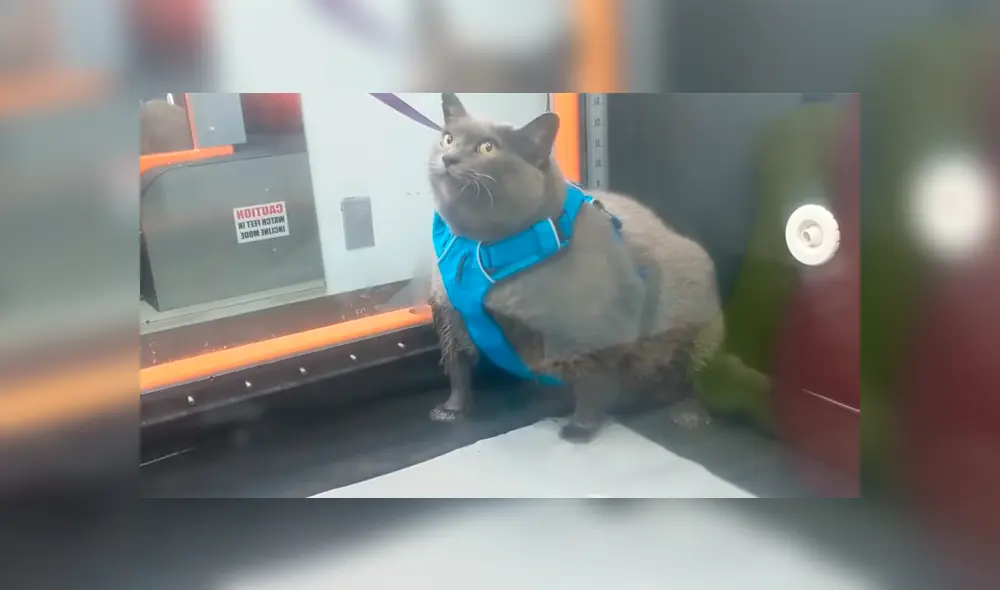 Video es viral en Facebook. Veterinario de la gata grabó el preciso momento en que la felina simula hacer su rutina de ejercicios mientras lo mira fijamente