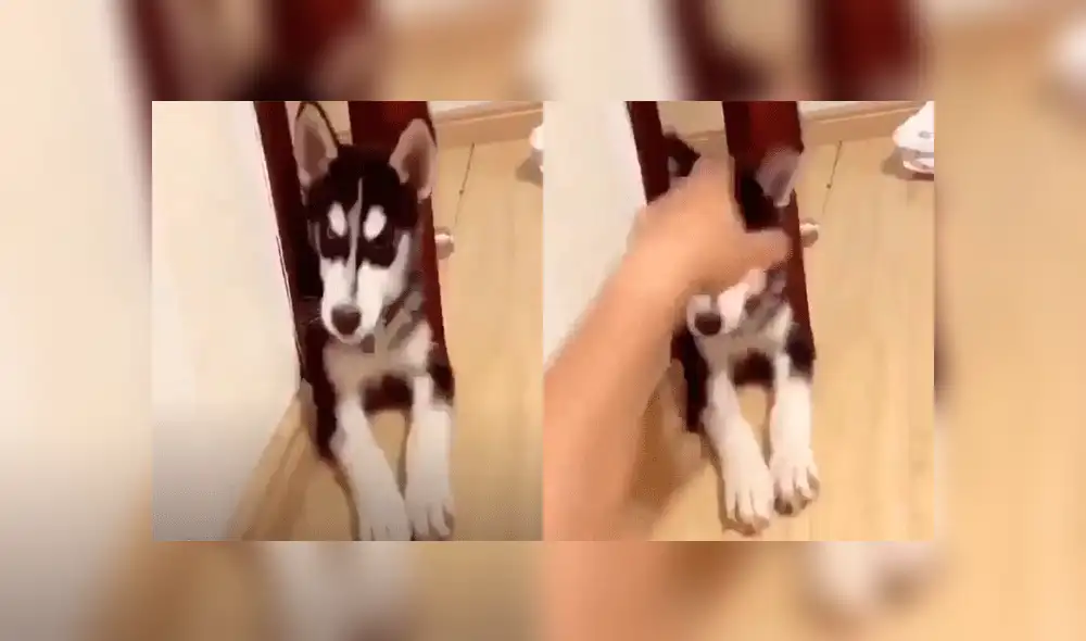 Joven condiciona a su perro con inesperados movimiento para que ‘baje el volumen’ de sus ladridos [VIDEO]