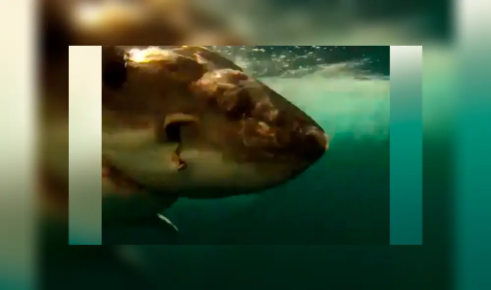 Hombre le juega una cruel broma a enorme tiburón y graba una aterradora escena [VIDEO] 