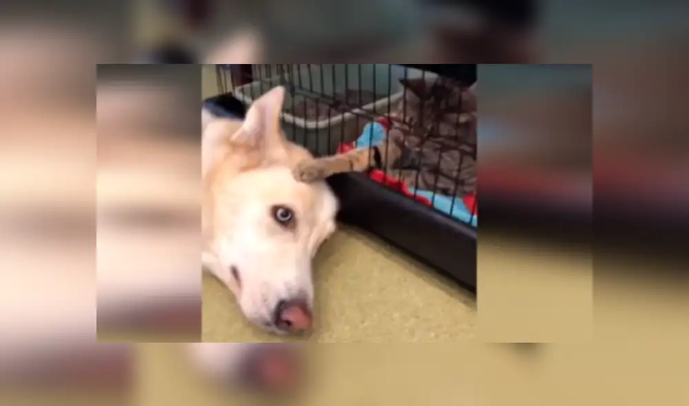 Facebook viral: un gato que consuela a perro en veterinaria sorprende a todos [VIDEO] 