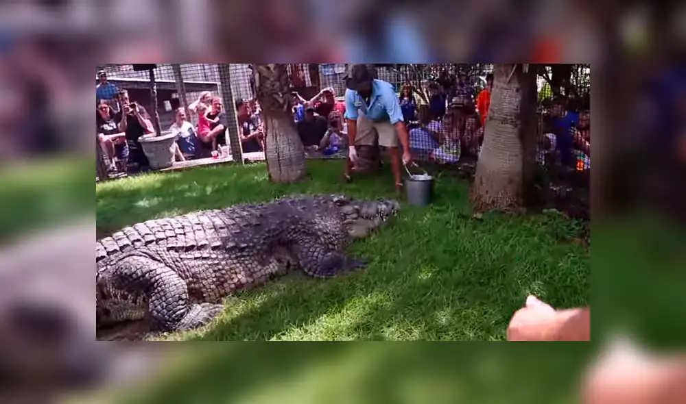 Cuidador ingresa a recinto de gigantesco cocodrilo. Cuidador ingresa a recinto de gigantesco cocodrilo.