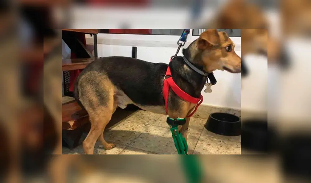 Los perritos lucen recuperados y pueden caminar. Foto: Twitter. Los perritos lucen recuperados y pueden caminar. Foto: Twitter.