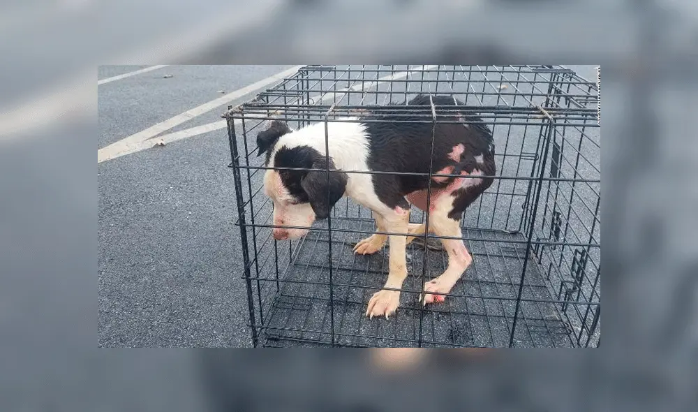 Atrapado en una trampa mortal. Un indefenso perro de color blanco y negro fue rescatado de la muerte por un hombre en Estados Unidos.
